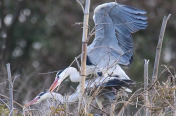 Grey Heron 越谷サギコロニー Wed, 3/1/2023