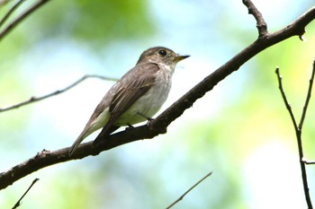 コサメビタキ 光が丘公園 2023年4月19日(水)