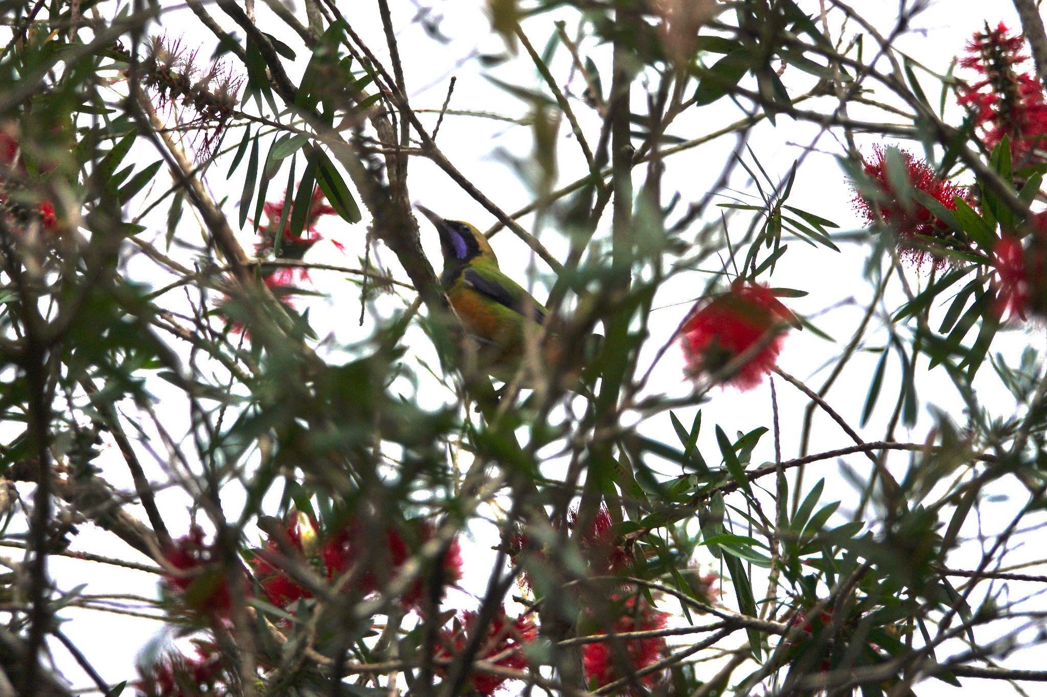 Orange-bellied Leafbird