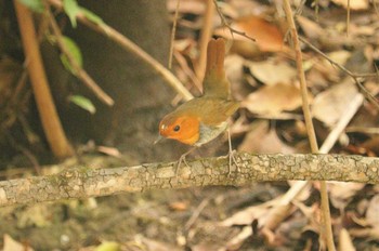 2023年4月19日(水) 鶴舞公園(名古屋)の野鳥観察記録