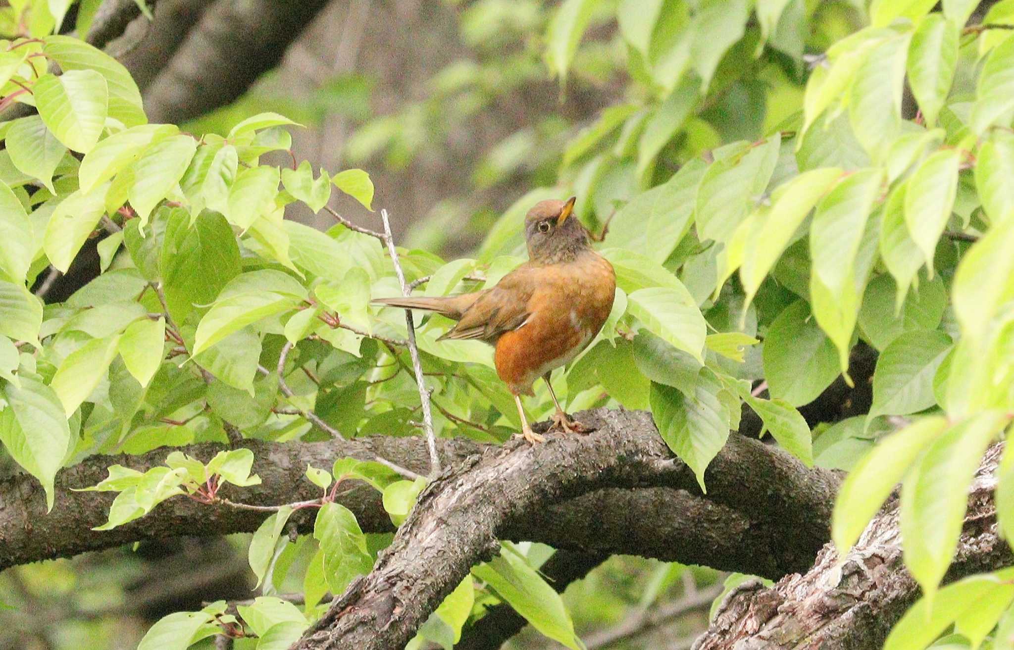 アカハラ