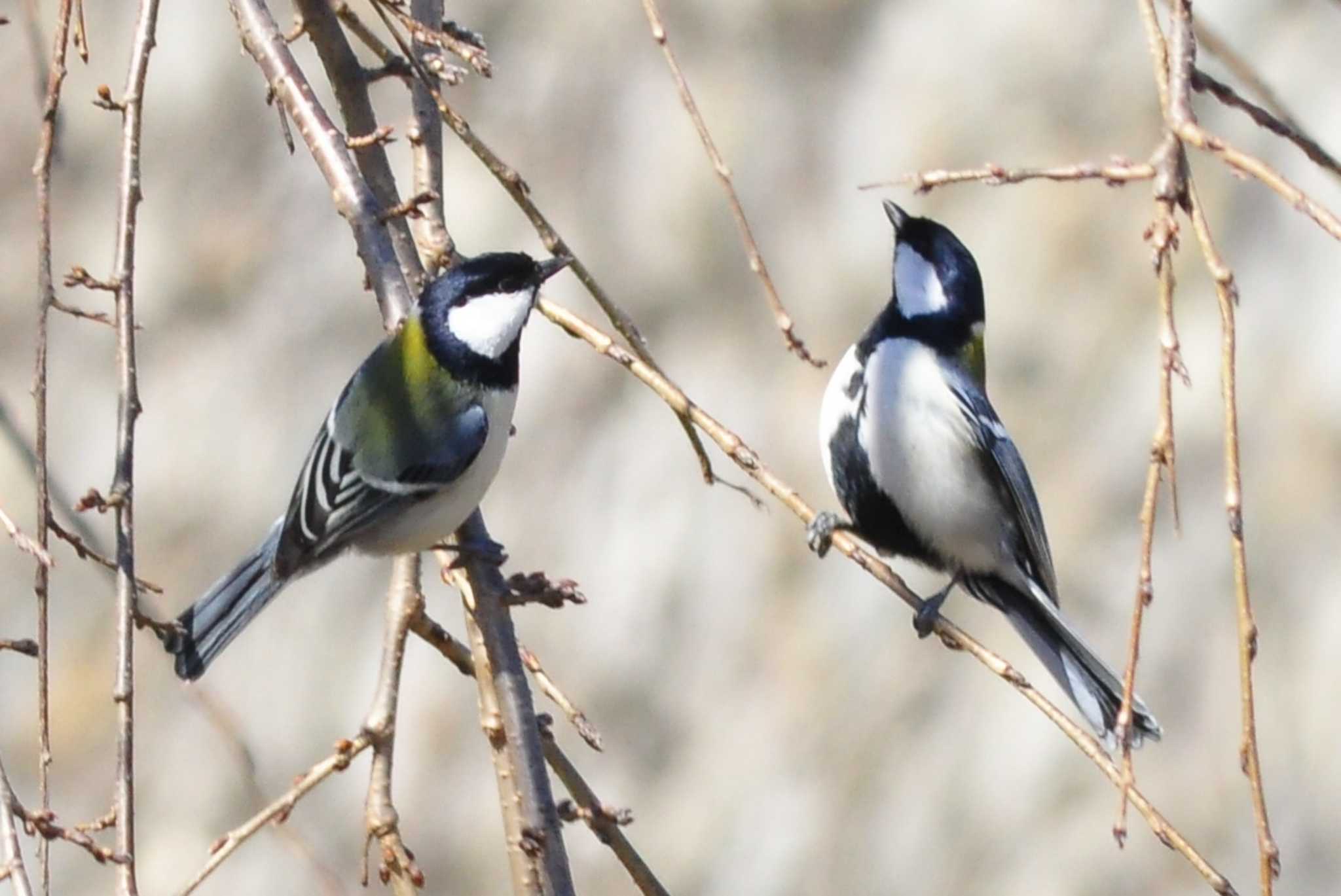 Photo of Japanese Tit at Yamanakako Lake by 佳爺