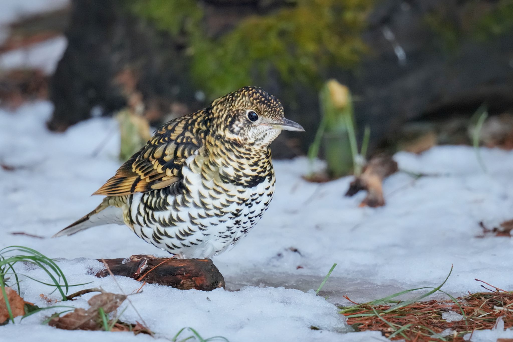 White's Thrush