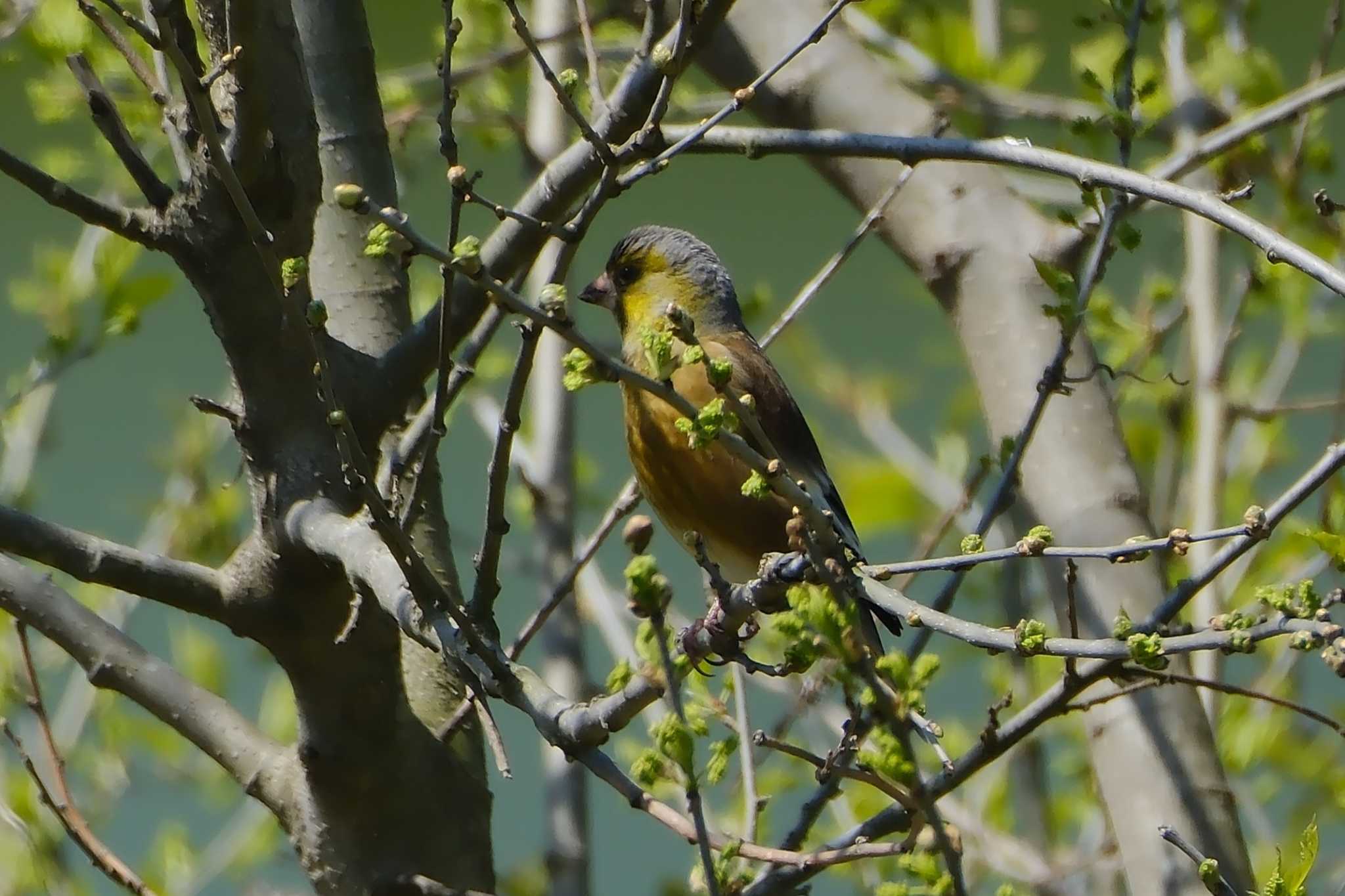 那珂川 カワラヒワの写真 by MNB EBSW