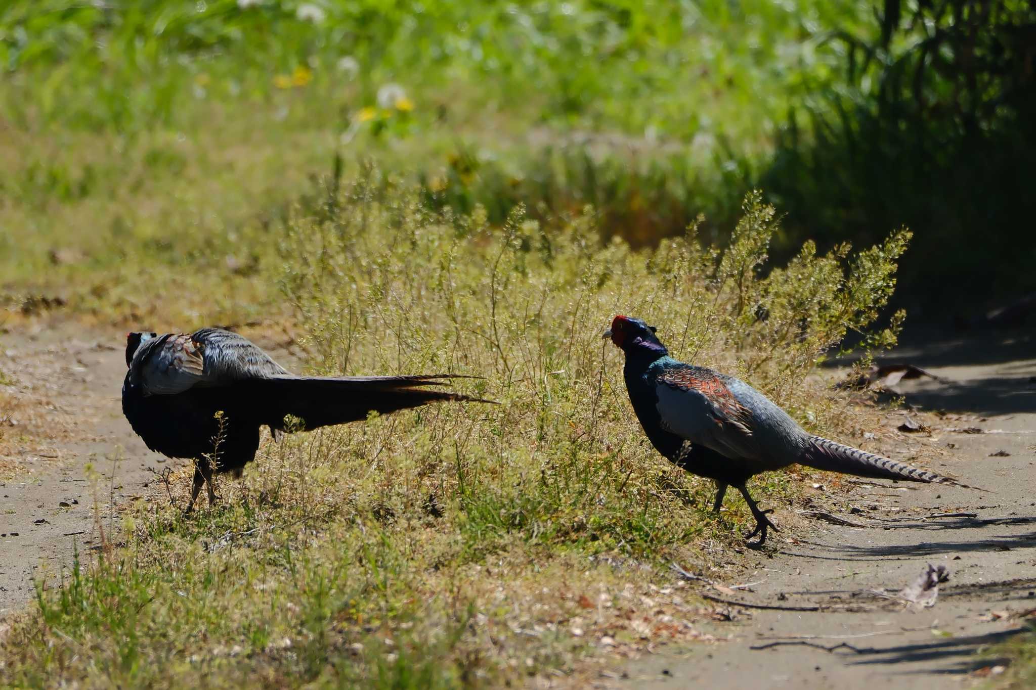 那珂川 キジの写真 by MNB EBSW