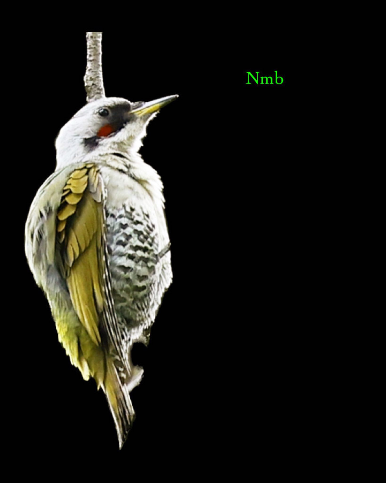 Photo of Japanese Green Woodpecker at  by soul.number.358