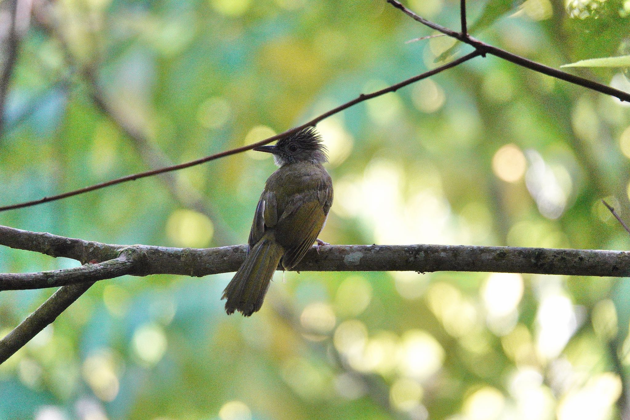 Mountain Bulbul