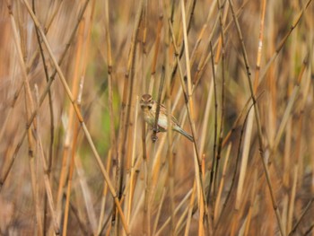 Common Reed Bunting 佐潟 Wed, 4/19/2023