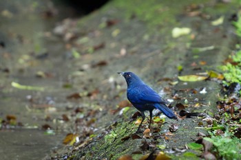 Taiwan Whistling Thrush