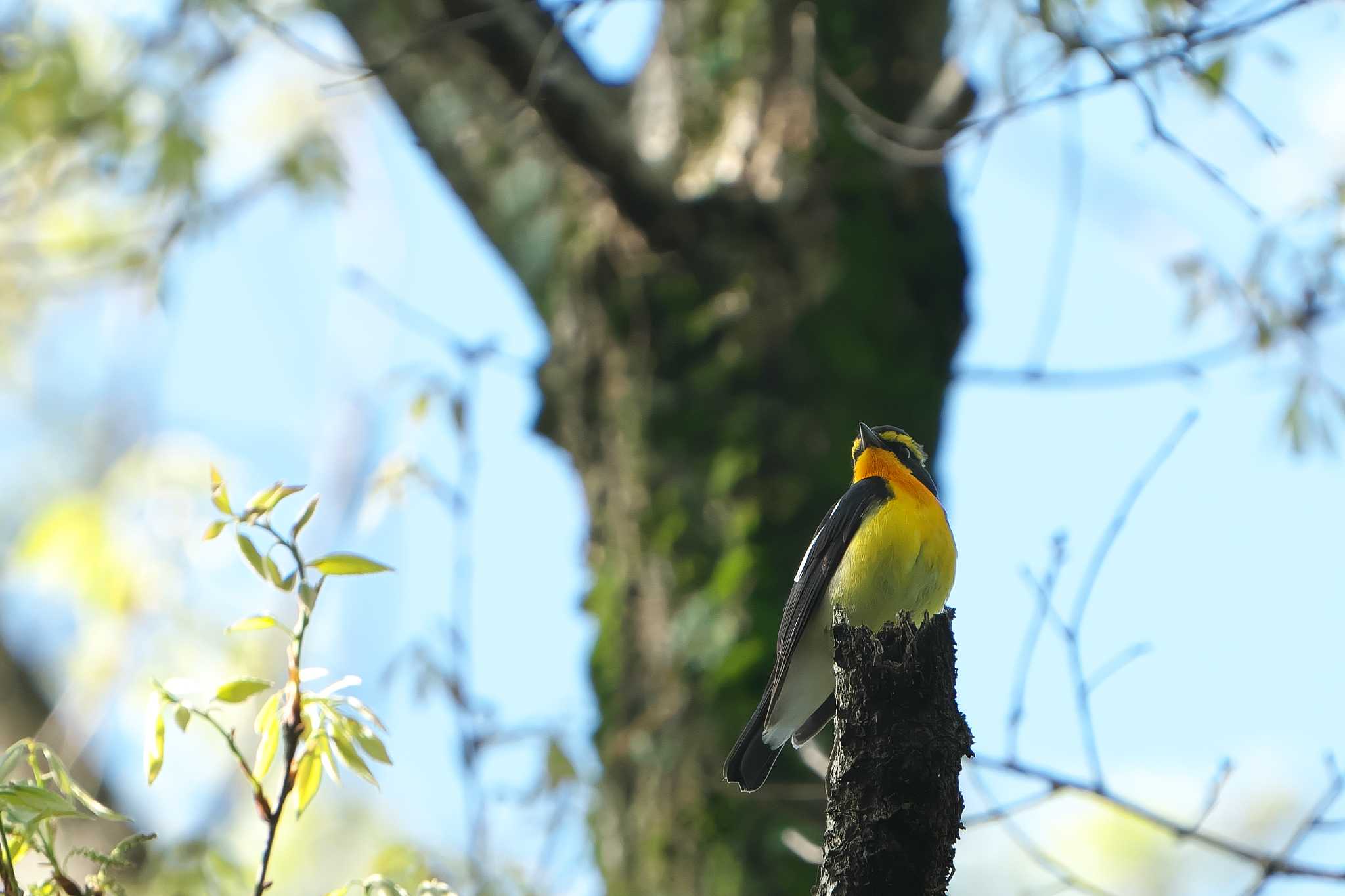 Narcissus Flycatcher