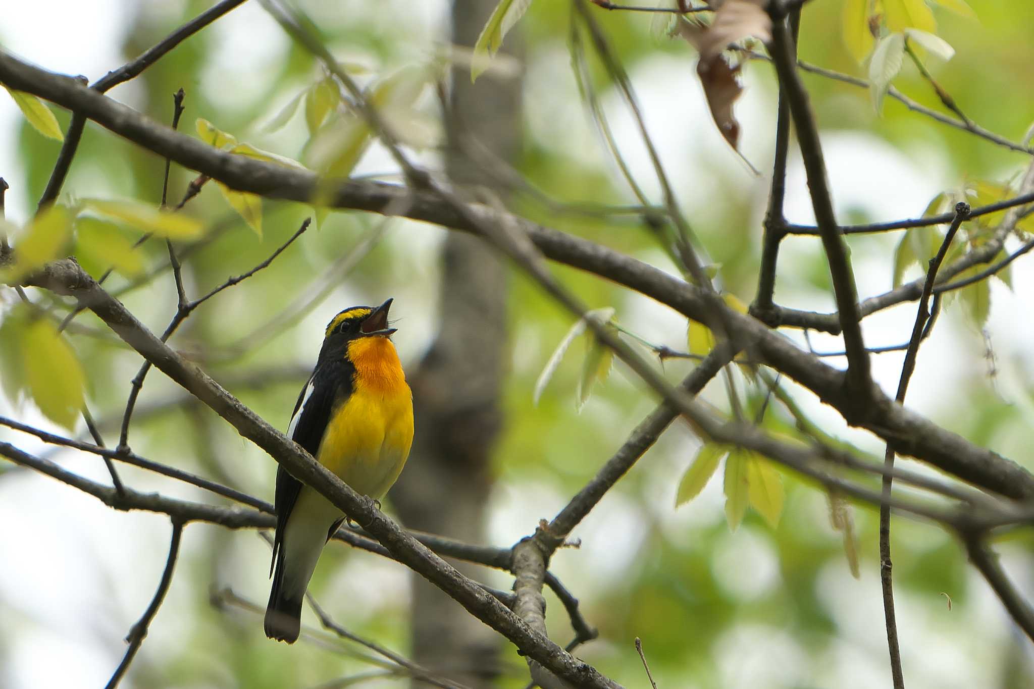 Narcissus Flycatcher