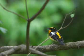 Sun, 4/16/2023 Birding report at 明石市