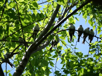 Long-tailed Tit 埼玉県 Wed, 4/19/2023