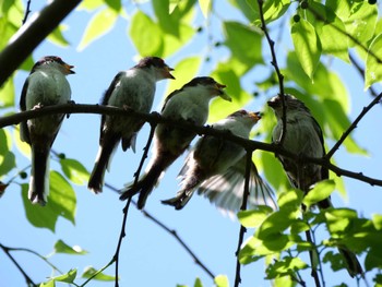 Long-tailed Tit 埼玉県 Wed, 4/19/2023