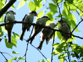 Long-tailed Tit 埼玉県 Wed, 4/19/2023