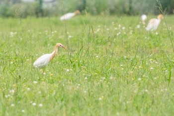 アマサギ 台北 2018年5月11日(金)