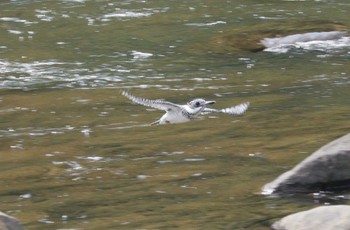 Crested Kingfisher 平成榛原子供のもり公園 Tue, 4/18/2023