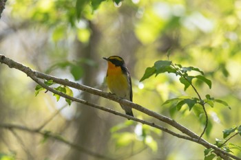 Narcissus Flycatcher Unknown Spots Wed, 4/19/2023