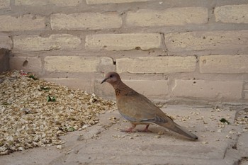 Laughing Dove