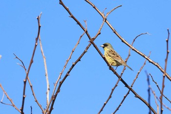 Wed, 4/19/2023 Birding report at 北海道　函館市　函館空港