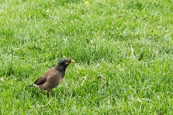 Common Myna ウズベキスタン Mon, 4/30/2018