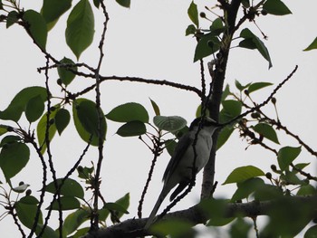 Ashy Minivet 大野極楽寺公園(愛知県一宮市) Wed, 4/19/2023