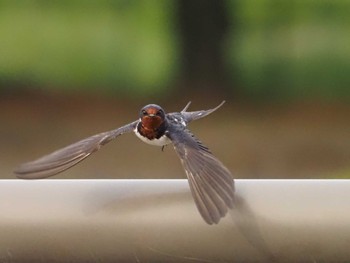 Barn Swallow 浅井山公園 Wed, 4/19/2023