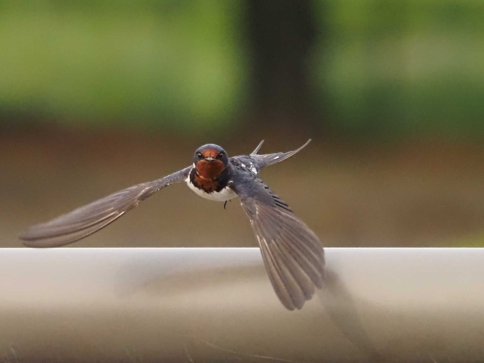 Barn Swallow