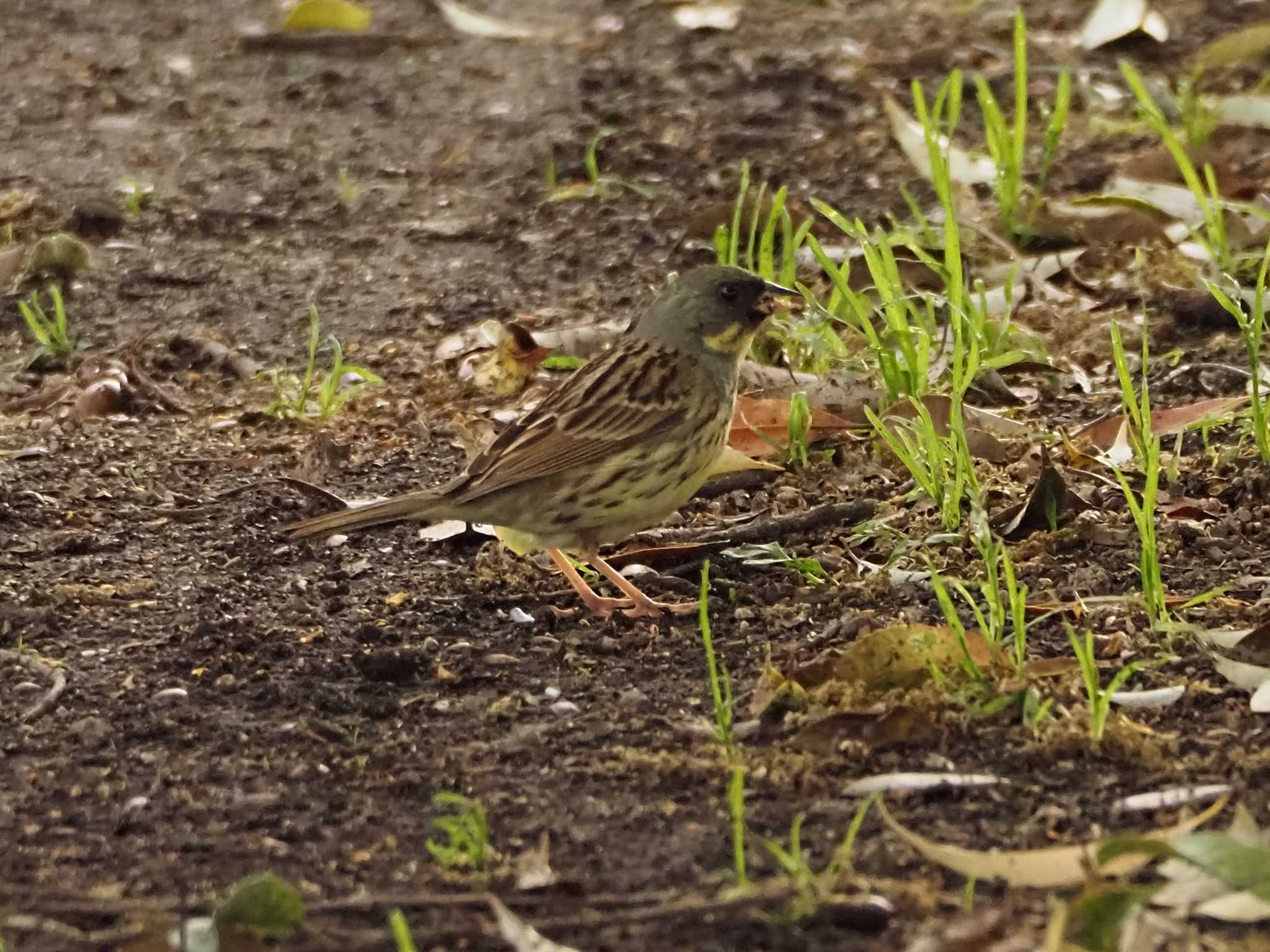 Masked Bunting