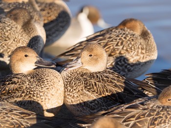 Baikal Teal 本埜村白鳥の郷 Sun, 1/7/2018