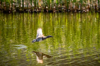 シマアジ 境川遊水地公園 2023年4月19日(水)