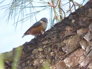 Thu, 1/5/2023 Birding report at 御池野鳥の森