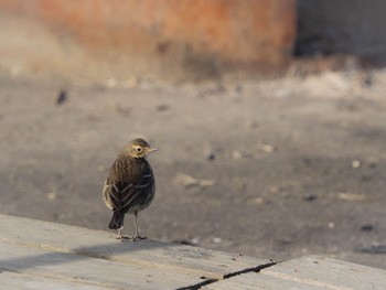 Water Pipit 本埜村白鳥の郷 Sun, 1/7/2018