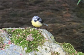 Grey Wagtail 鞍馬 Mon, 4/17/2023