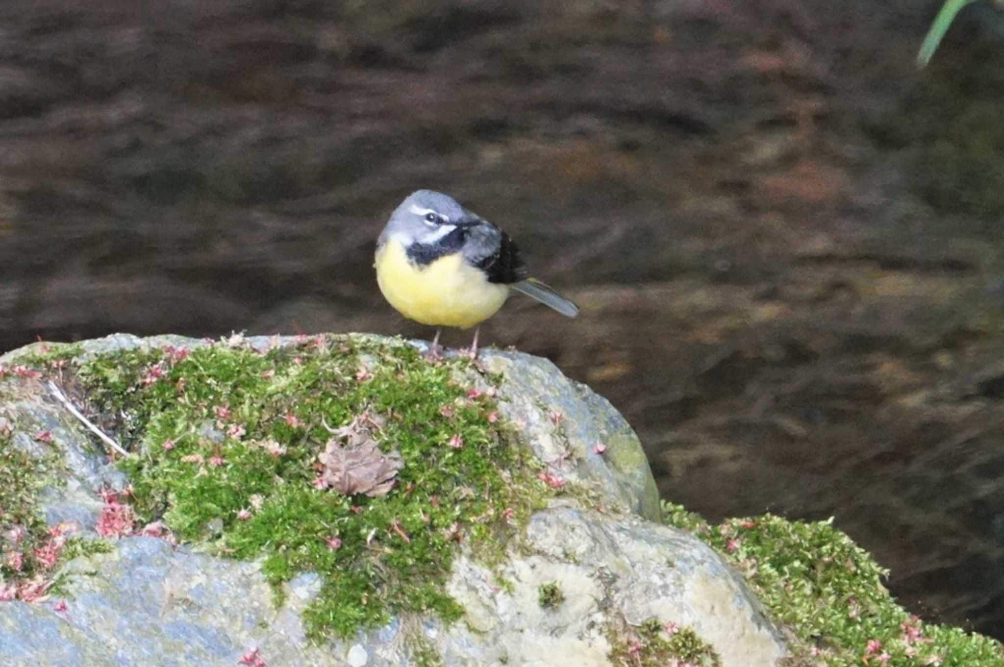 Photo of Grey Wagtail at 鞍馬 by マル