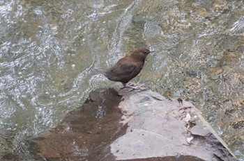 Brown Dipper 鞍馬 Mon, 4/17/2023