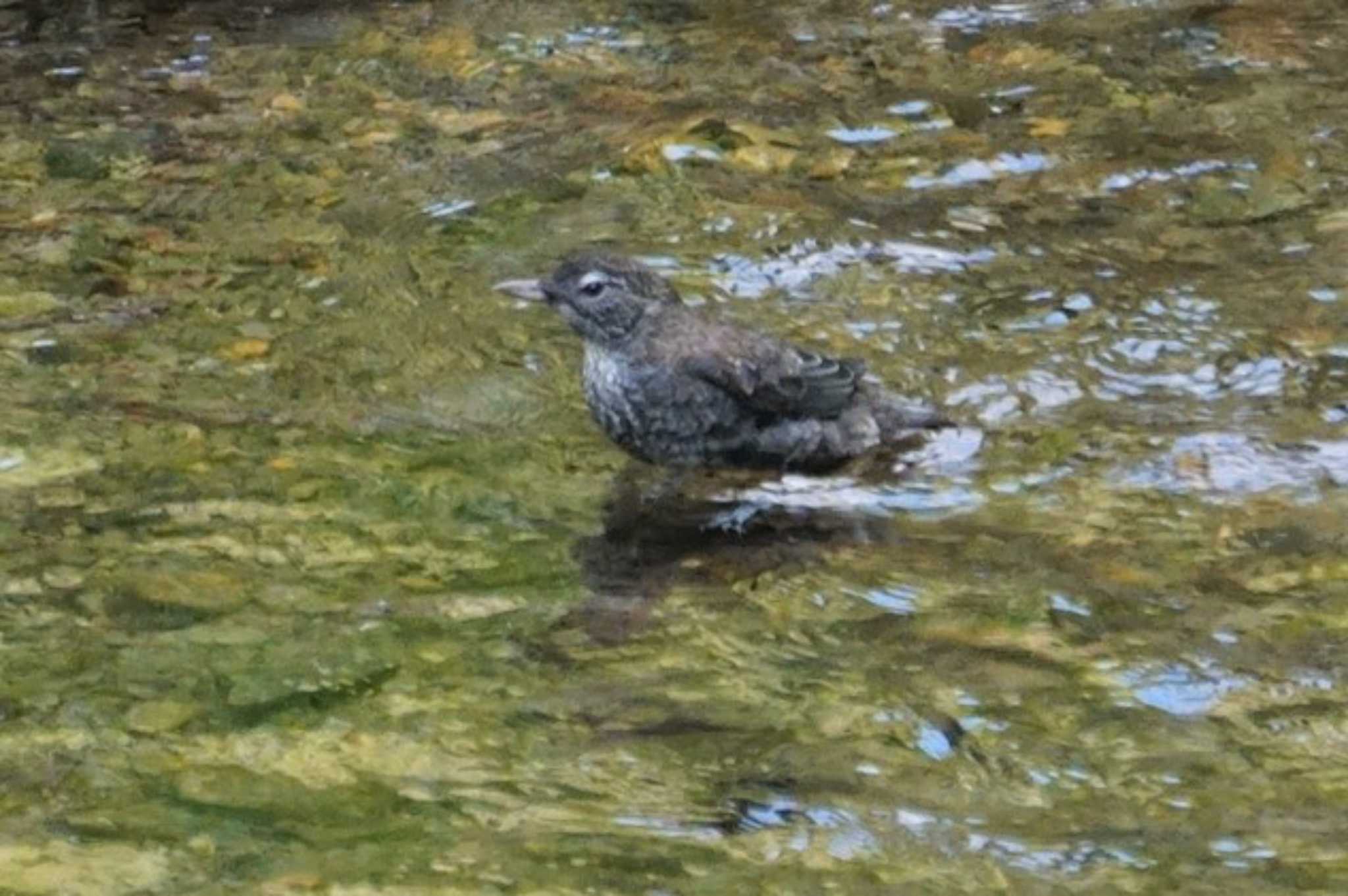 Photo of Brown Dipper at 鞍馬 by マル