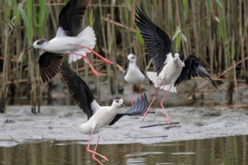 2023年4月16日(日) 六郷橋緑地の野鳥観察記録