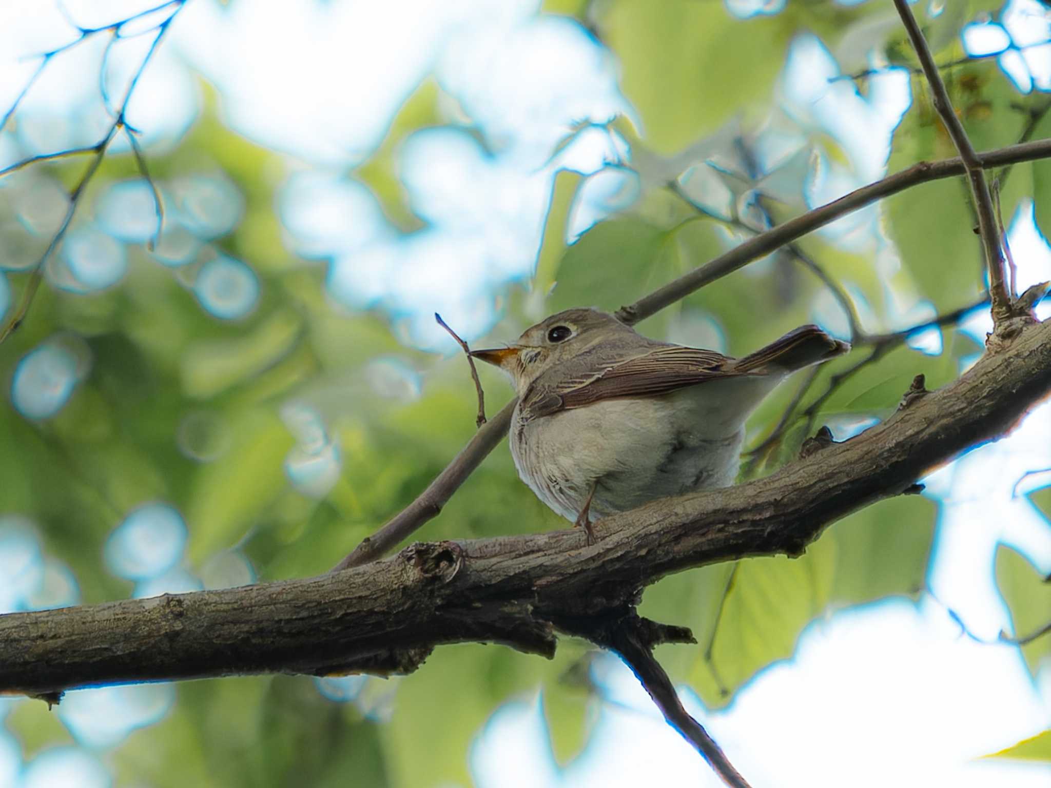 Asian Brown Flycatcher