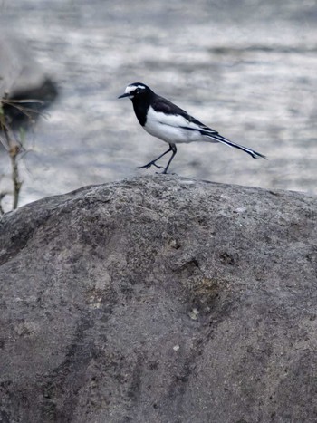 Japanese Wagtail 中島川 石橋群周辺(長崎市) Mon, 4/17/2023