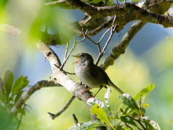 2023年4月16日(日) 稲佐山の野鳥観察記録