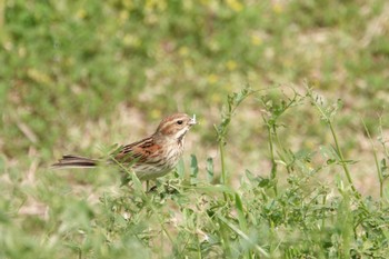 Common Reed Bunting 多摩川河口 Sun, 4/16/2023