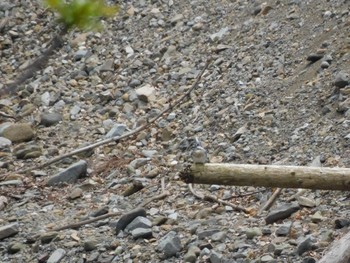 2023年4月19日(水) 早戸川林道の野鳥観察記録