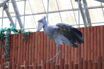 ハシビロコウ 掛川花鳥園(掛川市) 2022年2月19日(土)