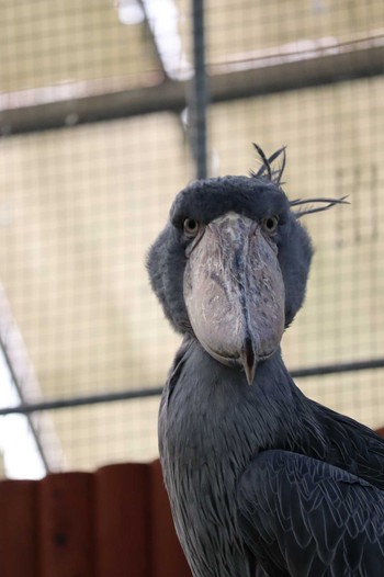 ハシビロコウ 掛川花鳥園(掛川市) 2022年2月19日(土)