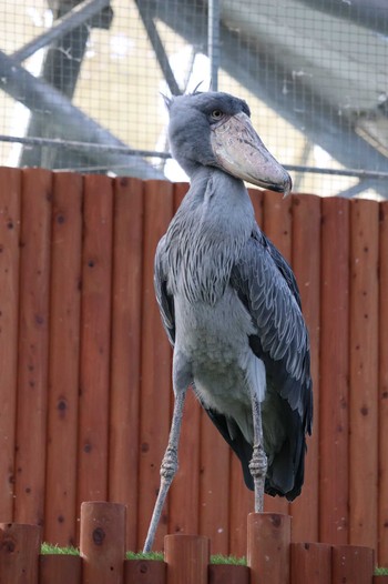 ハシビロコウ 掛川花鳥園(掛川市) 2022年2月19日(土)