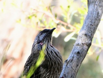 アカミミダレミツスイ Australian National Botanic Gardens, Canberra, ACT, Australia 2023年4月14日(金)