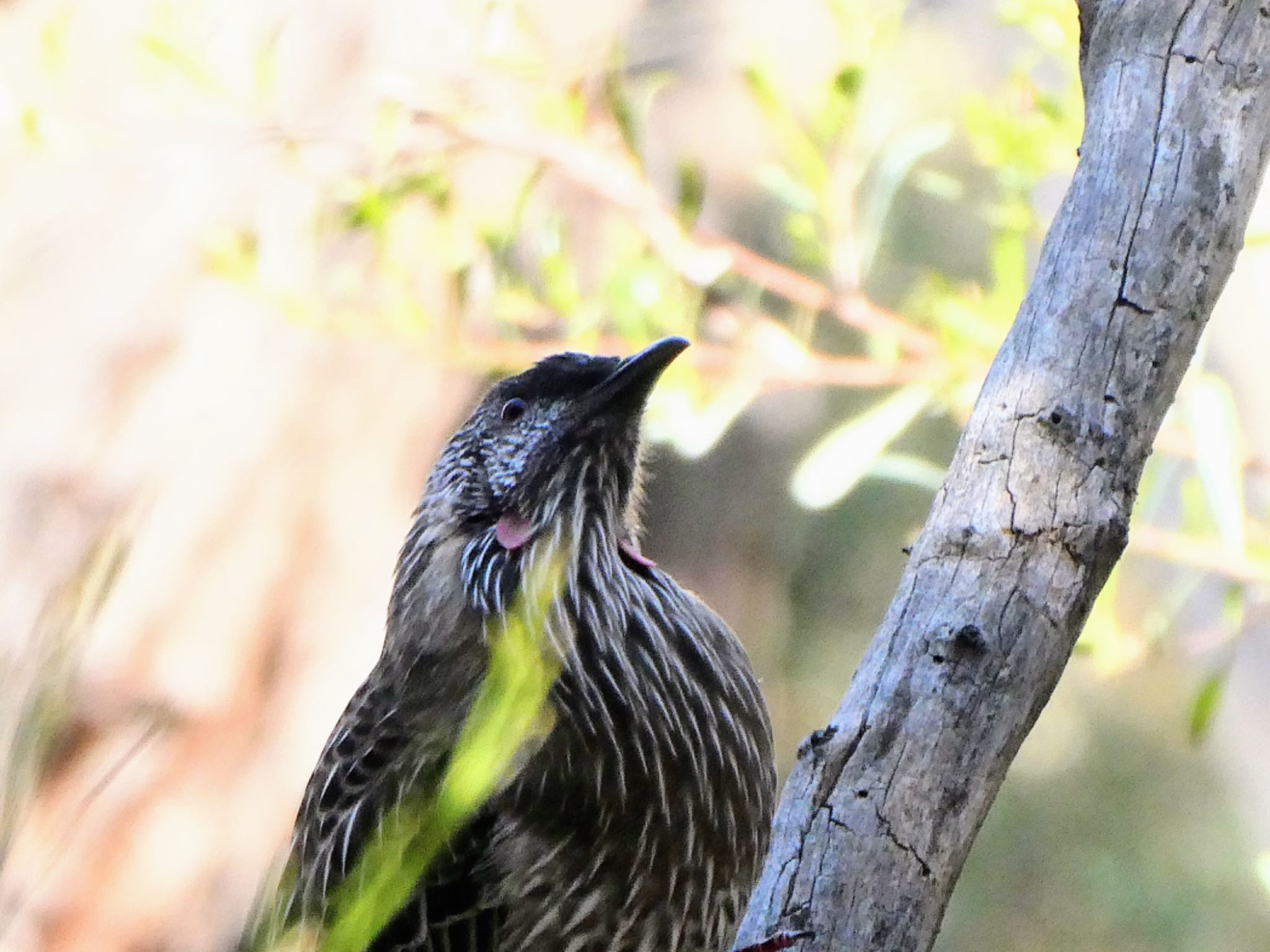 Australian National Botanic Gardens, Canberra, ACT, Australia アカミミダレミツスイの写真 by Maki