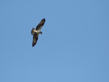 ミサゴ 漫湖水鳥・湿地センター 2016年12月24日(土)