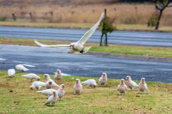 Long-billed Corella Great Ocean Road Wed, 2/6/2019